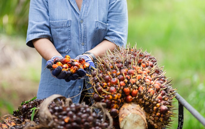 Teknologi Digital Terbaru Di Perkebunan Kelapa Sawit Berikut