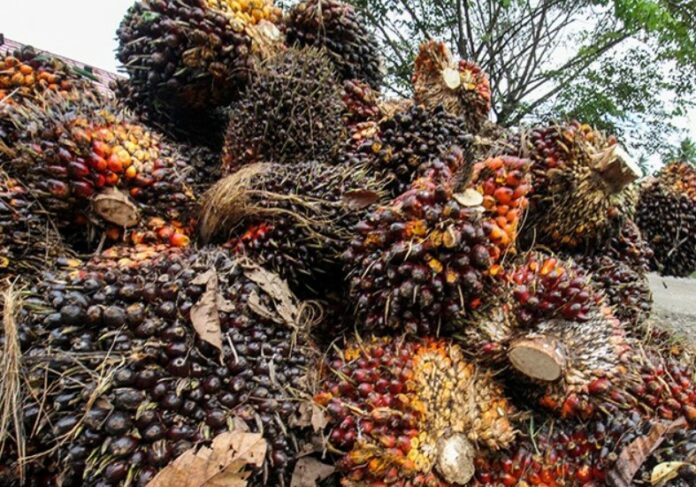Petani Sawit Besok Demo Serentak, Tuntut Presiden Cabut Larangan Ekspor CPO