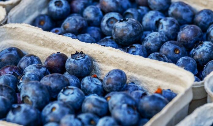 5 Manfaat Blueberry Bagi Tumbuh Kembang Anak, Yuk Simak Faktanya