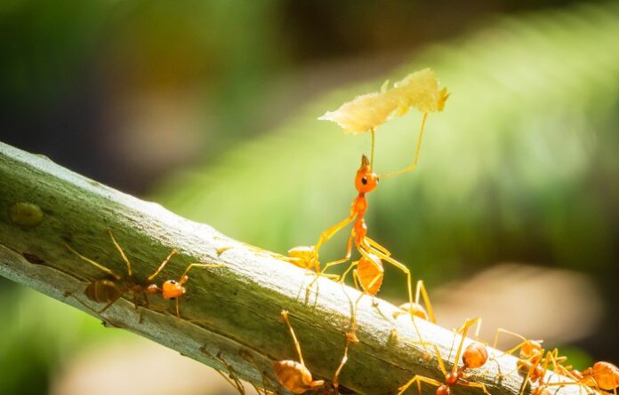 Tips Cuan Tinggi Dari Ternak Kroto, Simak Faktanya