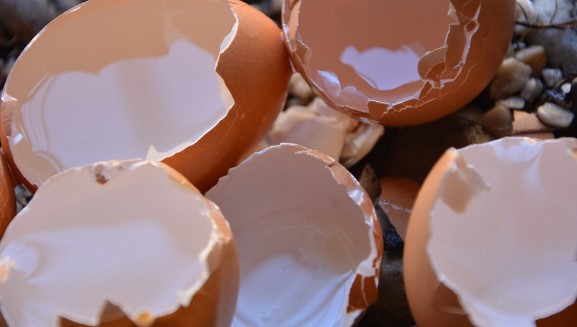 Manfaat Cangkang Telur bagi Tanaman, Jangan Dibuang