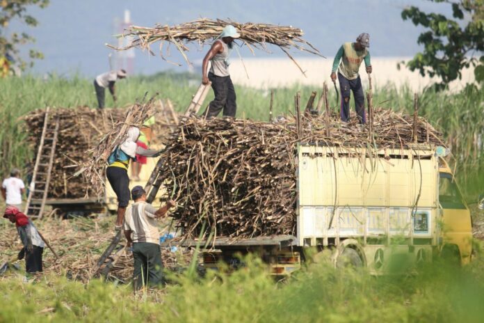 Pemerintah Siapkan 1 Juta Hektare Lahan di Papua untuk Swasembada Gula