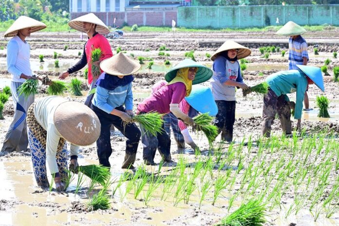 Pemerintah Tambah Subsidi Pupuk Rp14 Triliun di 2024